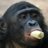 Bonobobananas